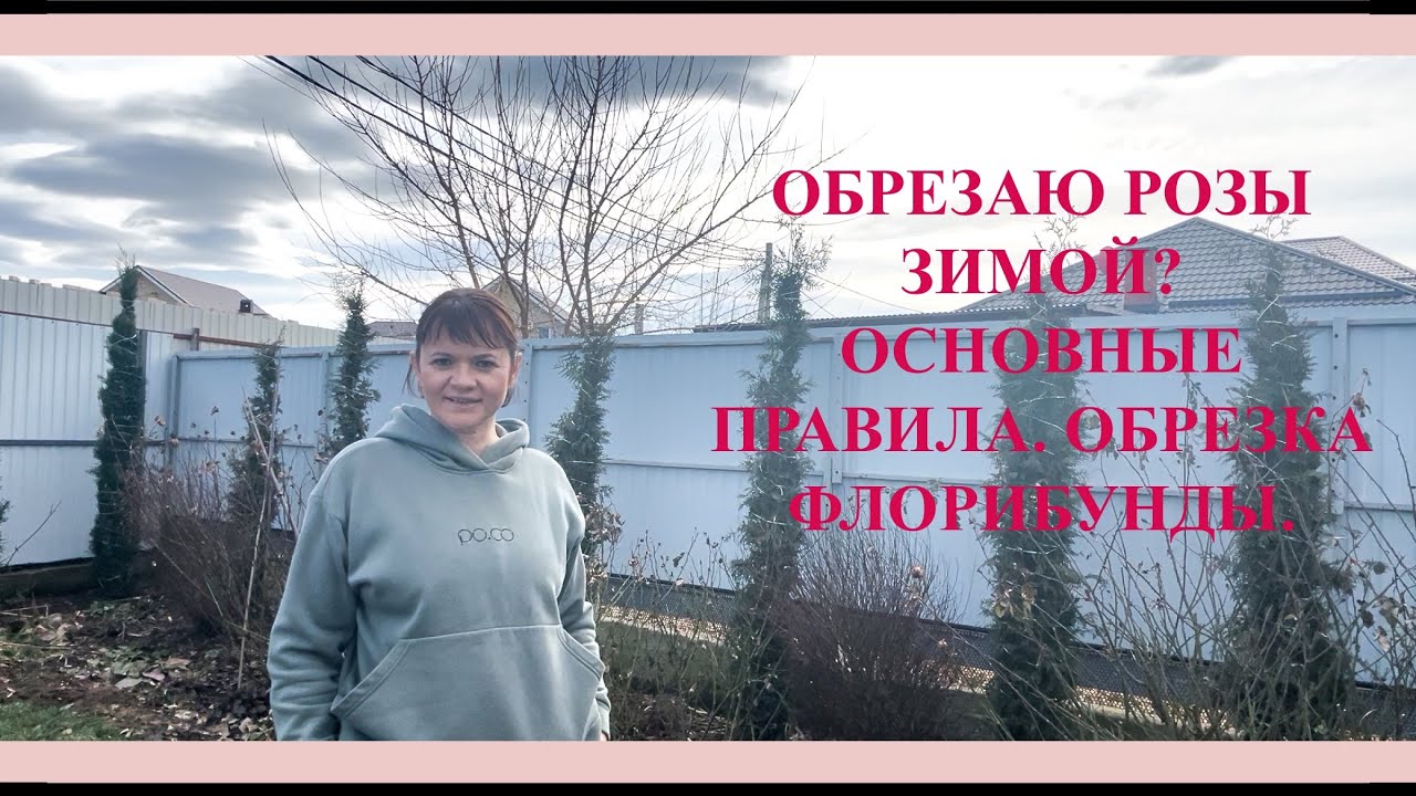 Обрезаю розы зимой. Основные правила обрезки. Обрезка флорибунды.  