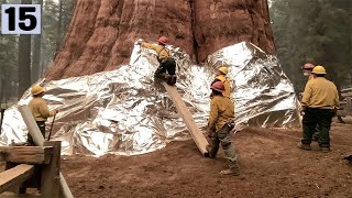 15 LARGEST Trees Ever Cut Down In History