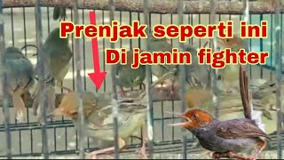 Cara memilih burung prenjak kepala merah di ombyokan