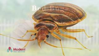 Details Good Bug Bad Bug Episode 9: Bed Bugs Update