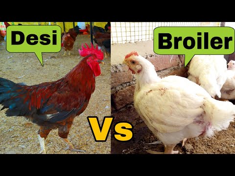 वीडियो: ब्रायलर मुर्गियां कैसे पालें