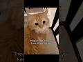 #ads #cat #allergies #allergyfree #kitten #catallergies #catmom