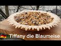  🇩🇪 Blaumeise, 🇨🇳蓝山雀 Tiffany, 🇦🇺Tiffany the blue tit.