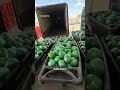 More than 2,000 pounds of meth found hidden in shipment of cabbage in Texas