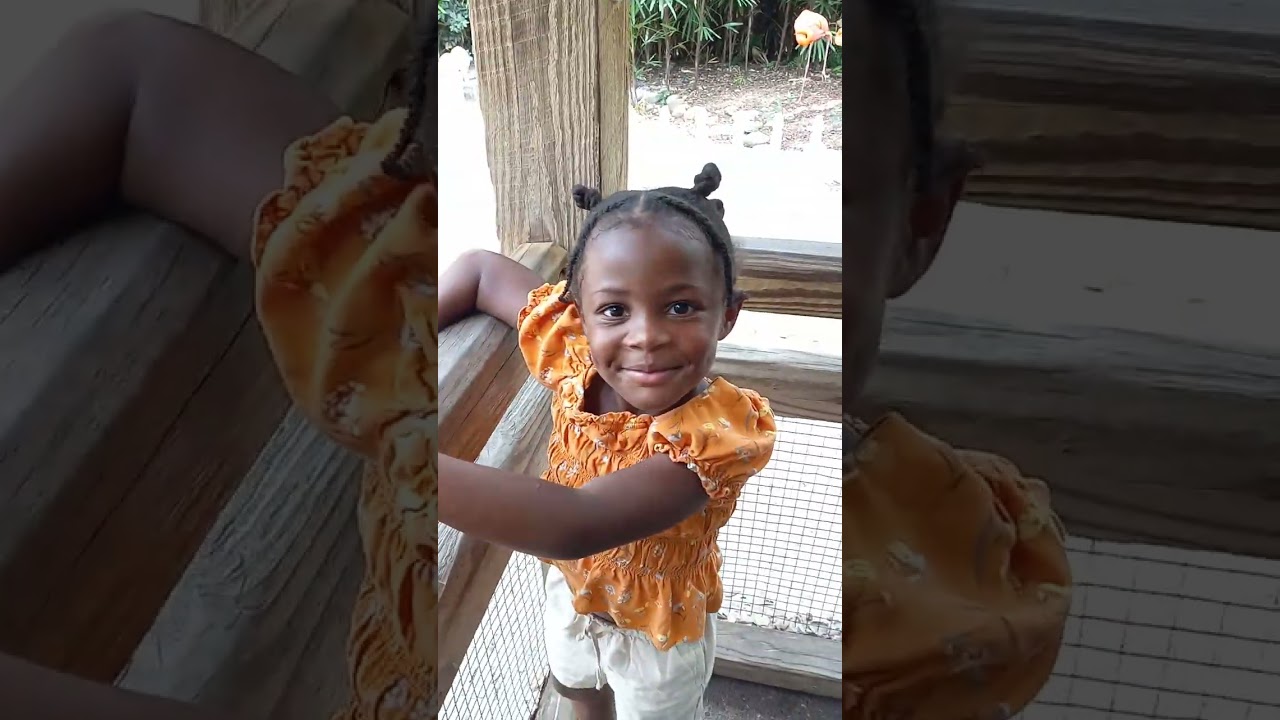 flamingos at Busch Garden Tampa Bay