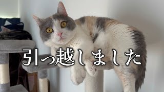 家猫5匹と中年の引っ越し報告