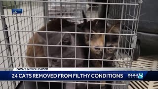 Animal Rescue League saves 24 cats from Des Moines home