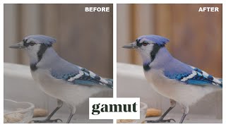 Gamut Conversion Luts For Log Footage