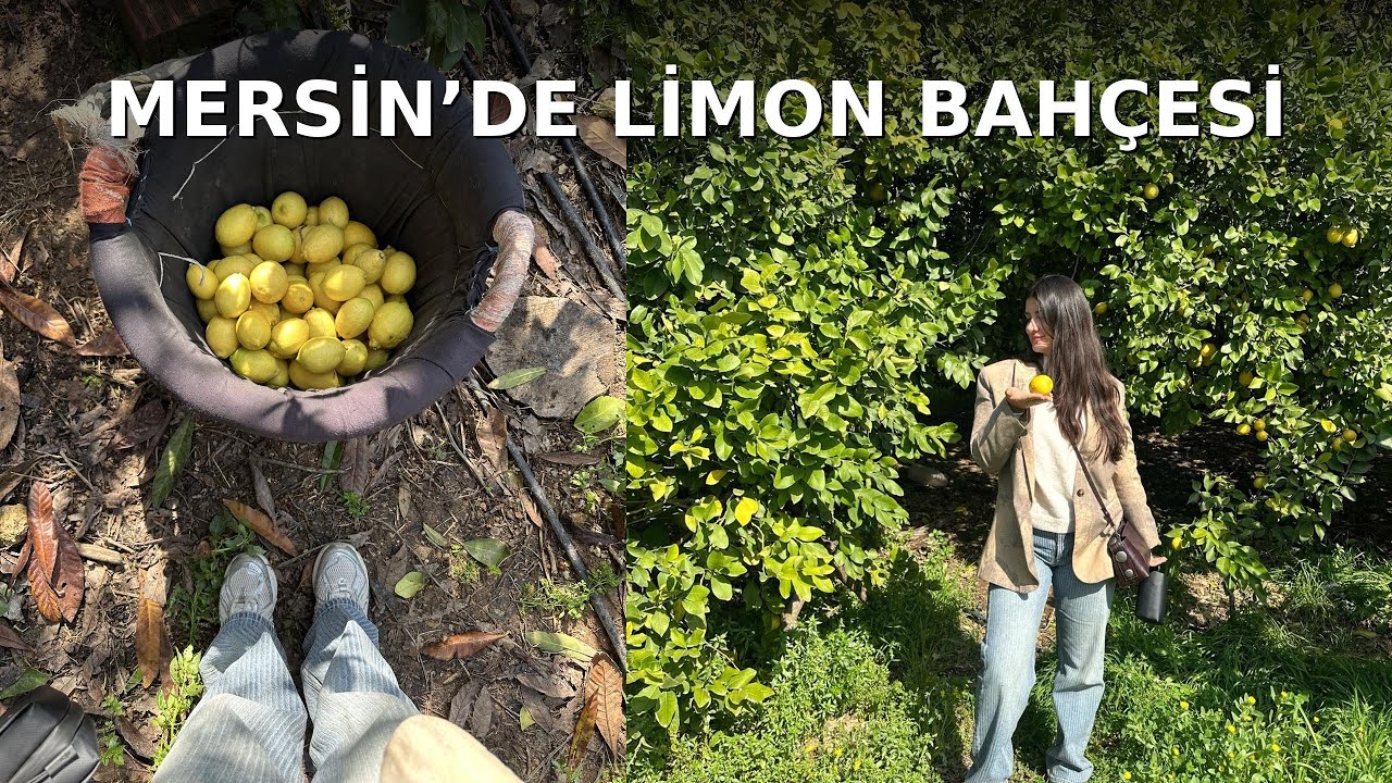 Mersin’de Limon Bahçelerini Gezdik ve Yaylaya Çıktık 🍋