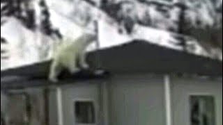 'It was amazing’: Polar bear climbs onto roof of Newfoundland home