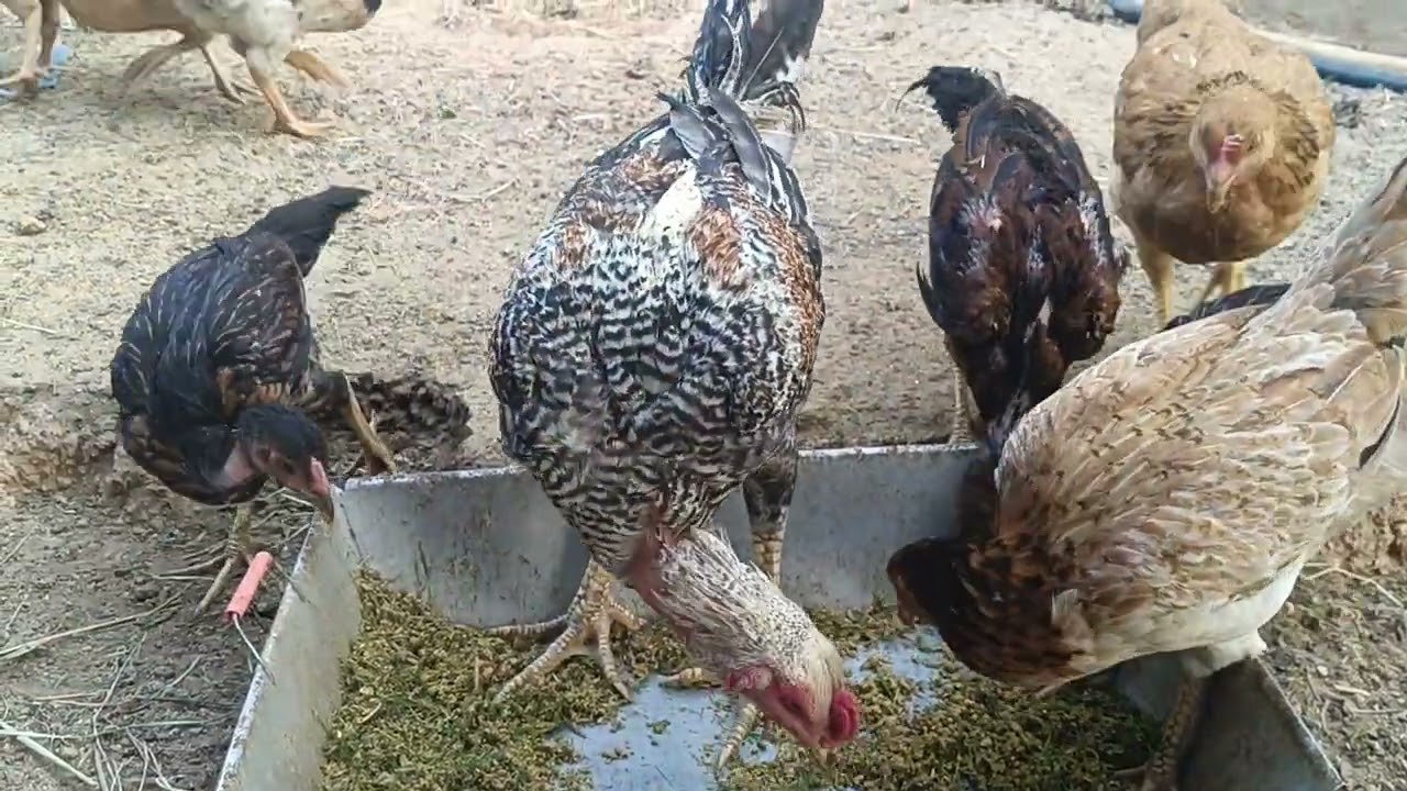 “Tiny Chick’s First Steps in My Backyard 🐥 #Shorts”