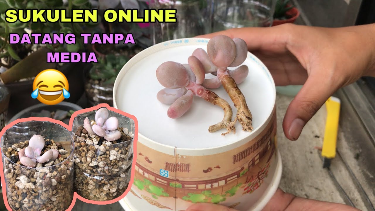 Cara menanam jenis sukulen yg datang tanpa pot dan media | succulent