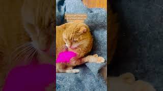 Getting thrilla to forget about his Dementia #fyp #catsofyoutube
