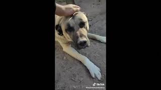 Baby Coil Yavru Kangal Türkişh Kangal Are Bad And Cute Tiktok Compilation
