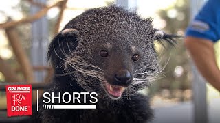 Meet Sandy, The Binturong | Grainger: How It's Done - Shorts
