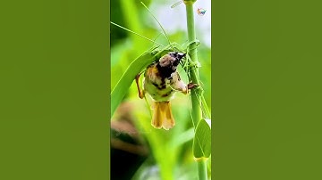The Extraordinary Nest-Building Genius | Baya Weaver