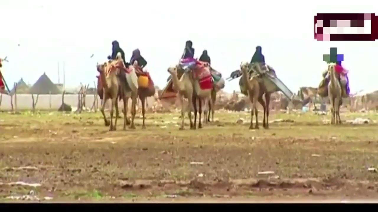 ربابة لاتشيرون بالفرقا