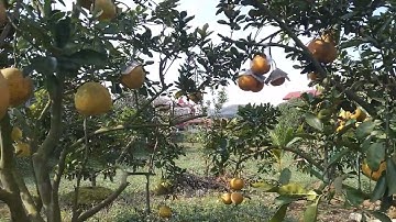 ghép chuyển đổi cam Vinh muộn vào cây bưởi diễn tạo được thu thập tốt.