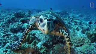 2016 Our Ocean Conference Video