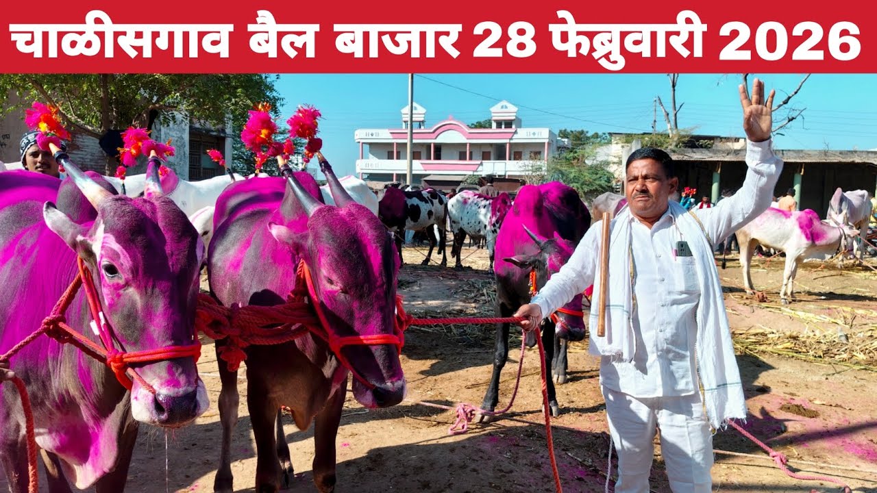 Chalisgaon bail bazar 28 February 2026 | चाळीसगाव बैल बाजार | chalisgaon bail bazar 