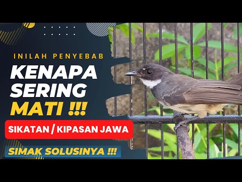 cara memilih sikatan kipas / jawa yang bagus di pasar ombyokan