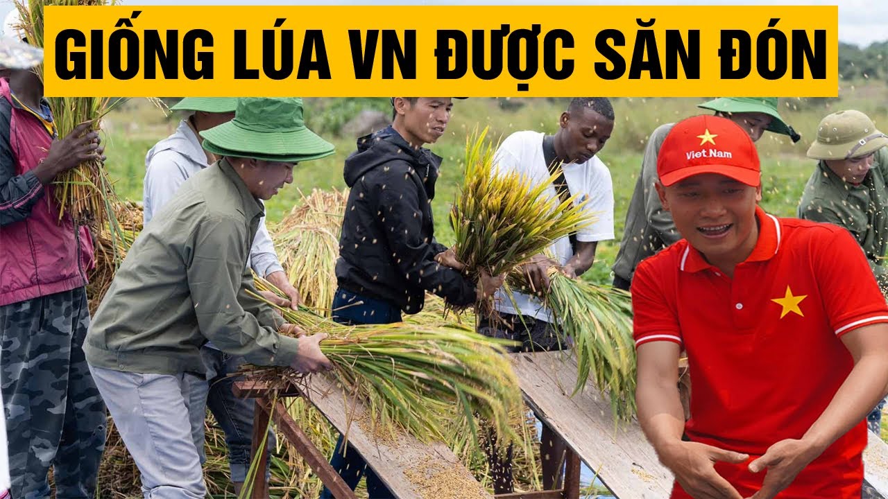 Giống lúa Khang Dân của Việt Nam được cả châu Phi săn đón