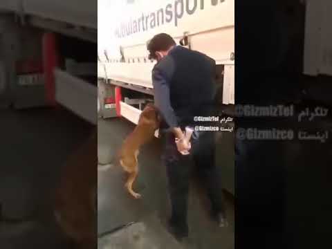 سگ موادیاب سریع محموله ٣٨۵ گرمی مواد مخدر شیشه داخل یک کامیون رادر مرز بازرگان شناسایی کرد