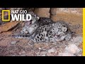 Endangered snow leopard cubs spotted in the wild  nat geo wild