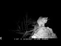 Bobcat April Hunting on a log in New Hampshire