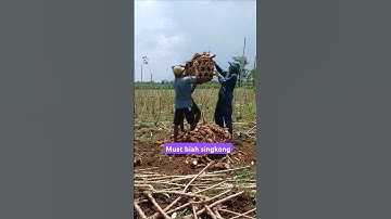 PANEN SINGKONG #cassava #pertanian #singkong #petani #tani #farming #farmer #ubi #ubikayu #farm