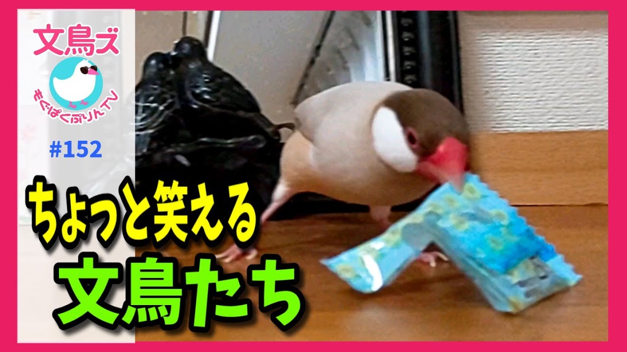 小さな文鳥たち クスッと笑える 文鳥たちの放鳥タイム - YouTube