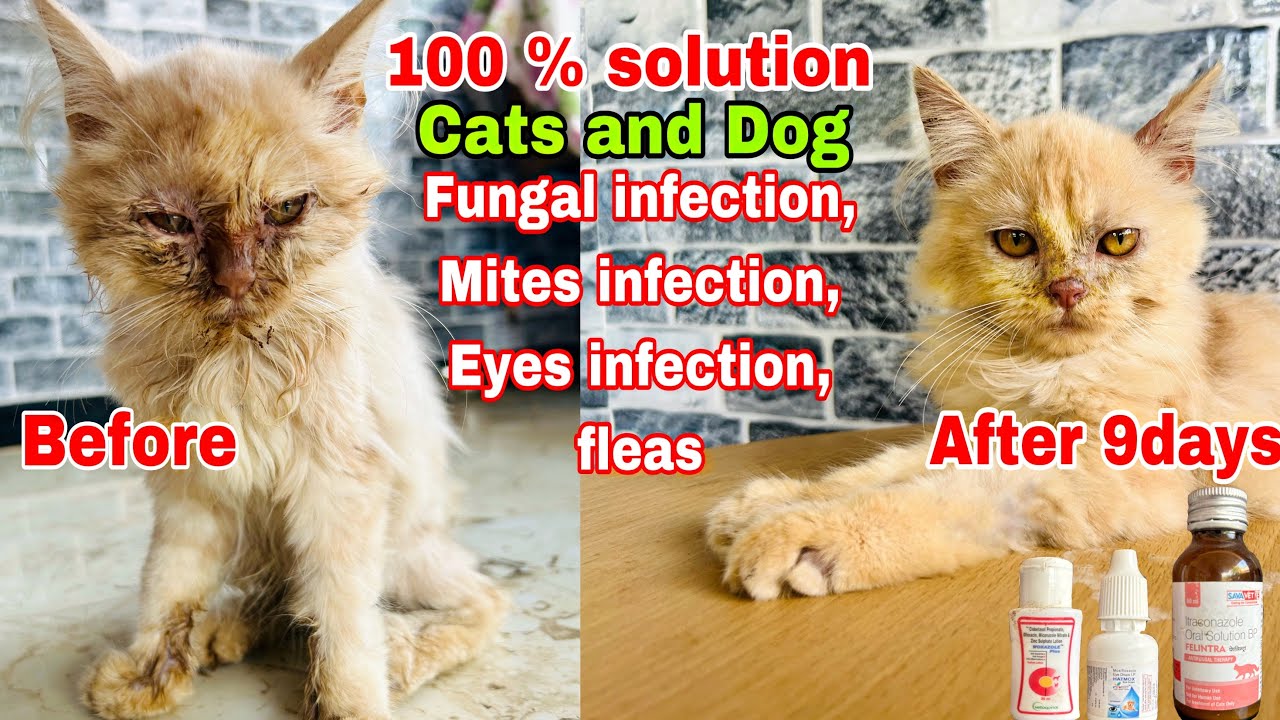 Picture of What Would Cause Hair Loss In Cats? - hairnthing.com