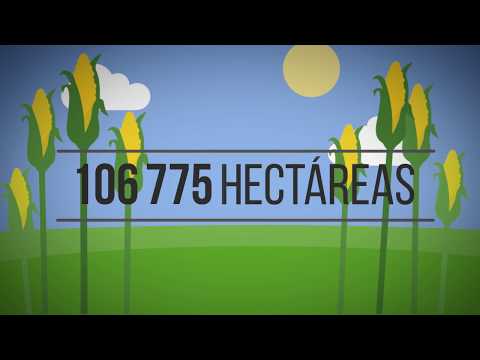 Beneficios del maíz Bt en España (1998-2015)