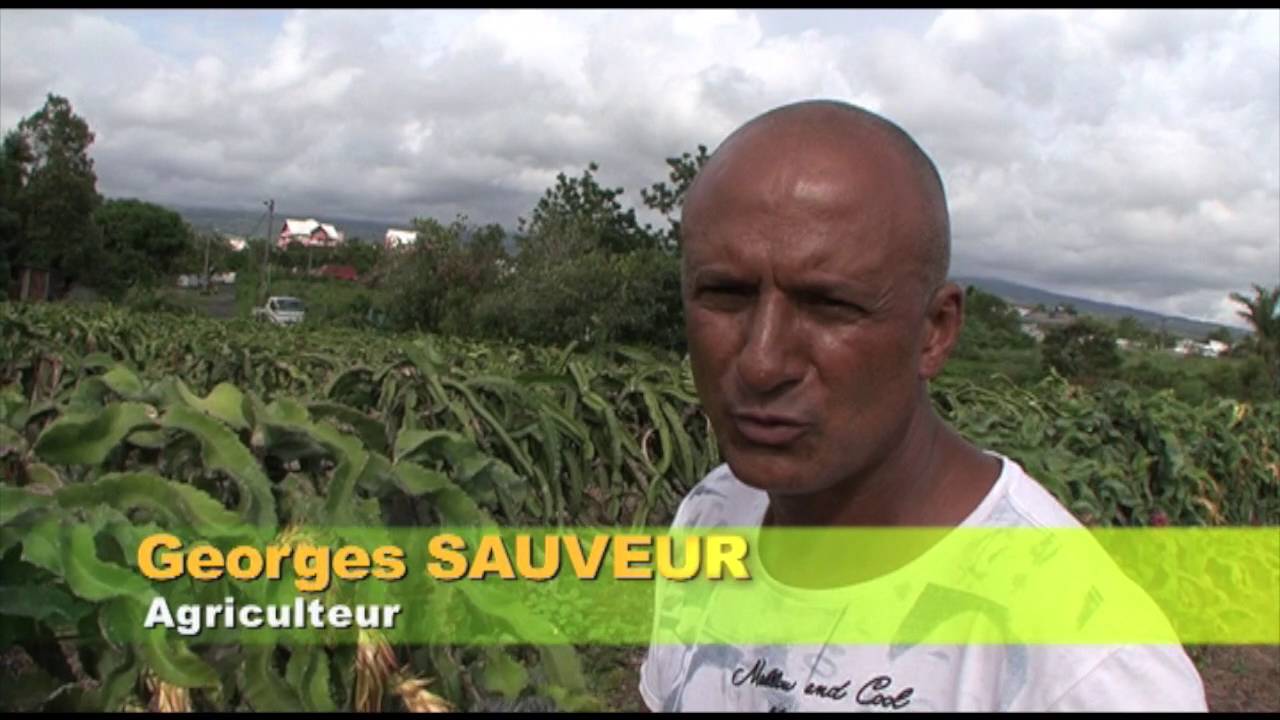 Terre d'Ici - Pitayas