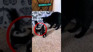 Zorrillos confunden a una Gata negra como su Madre 😂