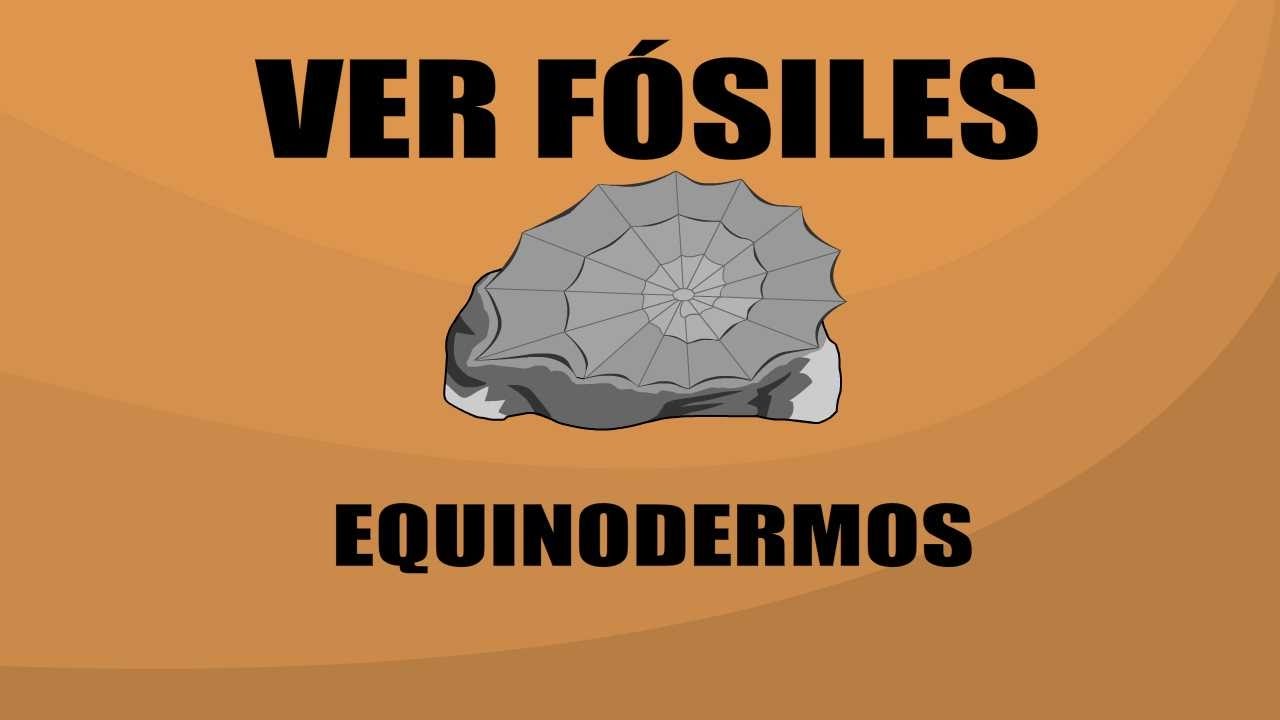 Equinodermo - Ver Fósiles