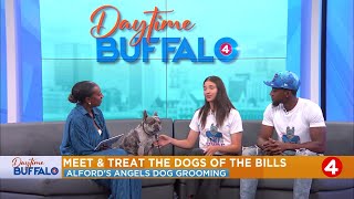 Daytime Buffalo: Meet & Treat the dogs of the Bills event by Alford's Angels Dog Grooming