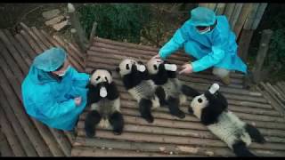 PANDAS in IMAX® 3D at Science North