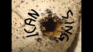 I Made A Sea Cucumber Butt Sing