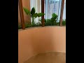 نباتات زينه شجر صناعي من فلاور جروب 01153043288 نباتات زينه شجر صناعي من فلاور جروب 01153043288