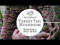 Turkey Tail Mushroom | Medicine Making, ID, Harvest, and More