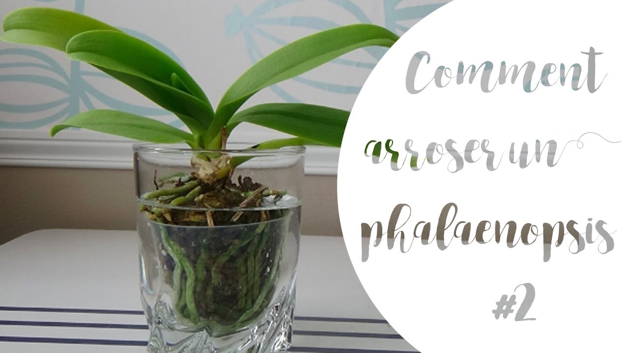 comment arroser orchid 233 e phalaenopsis partie 2 comment arroser orchid 233 e phalaenopsis partie 2