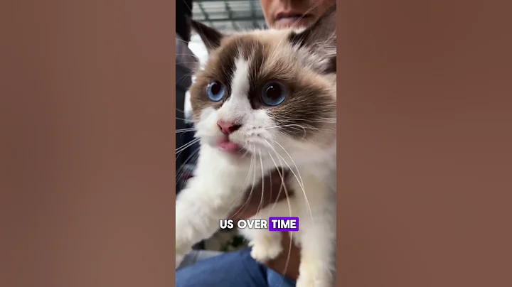 Watch the video about How Cats Decide When to Meow 🎙️🐾