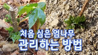 엄나무를 심은 첫 해는 이렇게 관리하세요