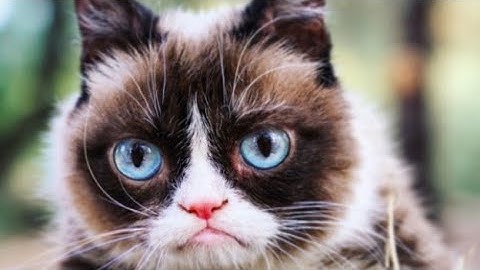Rest in peace Grumpy Cat