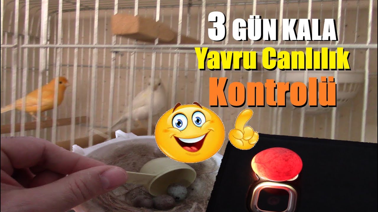Yeni Kanarya Yavrularımız 3GÜN SONRA Çıkıyor | Yumurta İçinde YAVRU GELİŞİM ve CANLILIK TESTİ