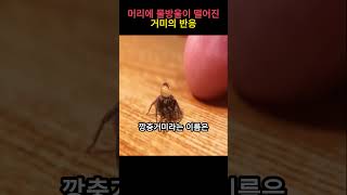 머리에 물방울이 떨어진 거미의 반응