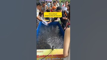 Lễ hội cá cảnh, thú cưng 2024 quá hoành tráng#fyp #guppy #cabaymau #nhacabaymau