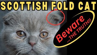 Scottish Fold  Beware Pros/Cons