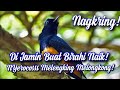 Masteran Murai Batu Gacor Terbaruuu Mp3 - Mp4 Download